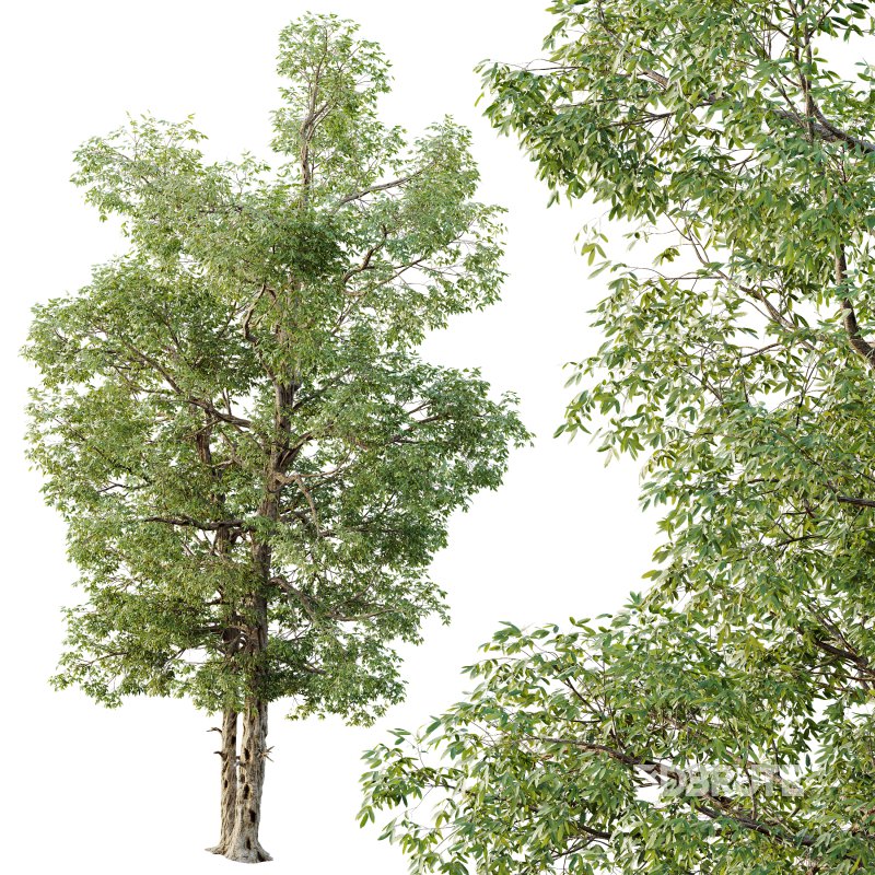 AV Plants Carya Glabra Ovalis Caryer Rouge Hickory04 Image 2