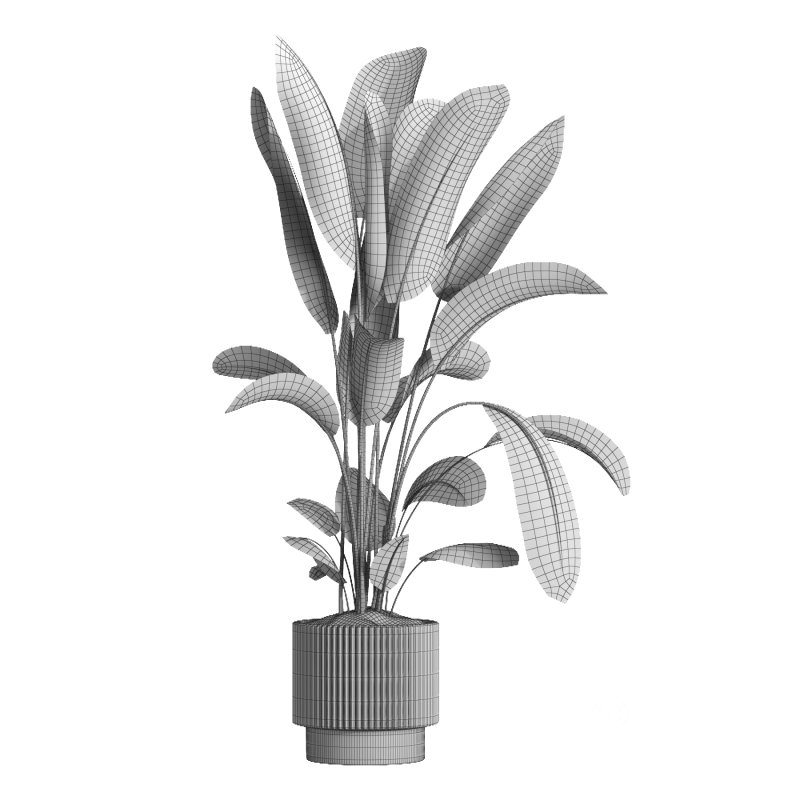 indoor plant 038 Image 4