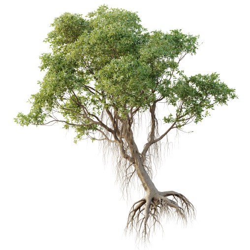 AV Plants Mangrove Gray Avicennia Marina04