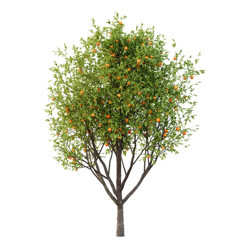 Prunus pseudocerasus Diospyros Kaki Fruit Tree 003 Image 6