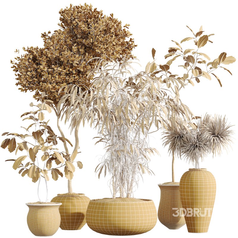 AV Indoor Plants Set 270 Japandi Ficus Dracaena Marginata and Yucca Aloifolia Rostrata and Olive Tree Image 9
