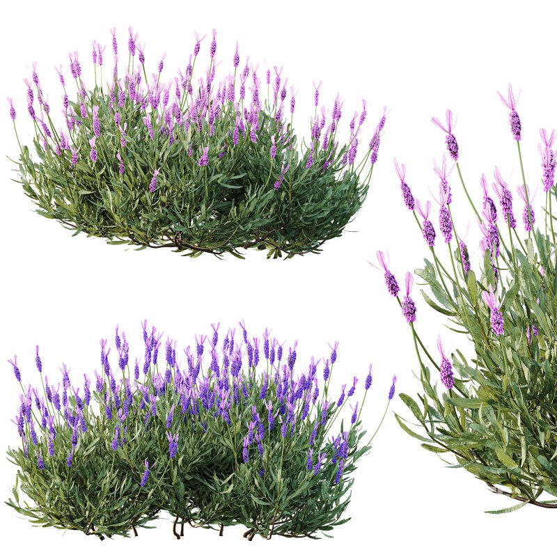 AV spring bushes Lavandula Pedunculata Atlantica Stoechas Subpedunculata and Fruticosa Coastal Rosemary Image 6