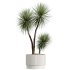 AV Indoor Plants Set 275 Mega Pack Yucca Areca Palm Japandi Ficus - Thumbnail 6