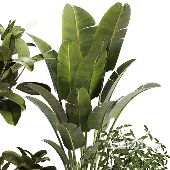 Indoor Plant Set 0155 Image 2