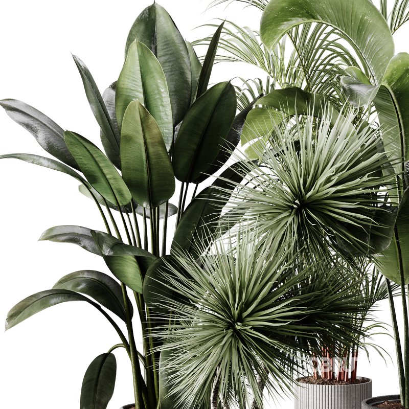 indoor plants 114 – plant collections in pot Image 4
