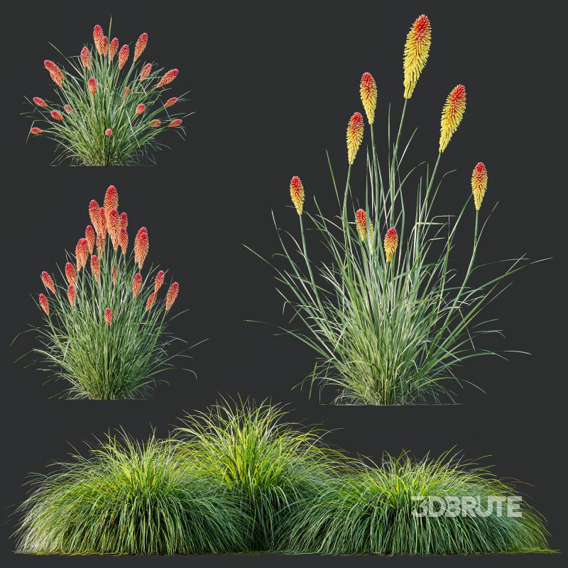 ntal grass native to moist meadows across Europe and western Asia. Its arching lime-yellow blades form dense mounds that shimmer in the light, offering a soft, flowing texture ideal for borders, ground covers, and contemporary garden compositions. Image 7