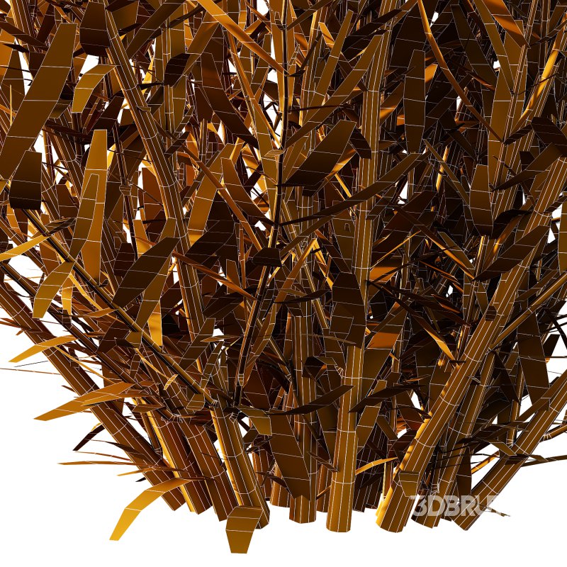 plant bush Flower Lavandula pedunculata 05 Image 6