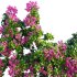 Bougainvillea – Paper Flower 04 - Thumbnail 5