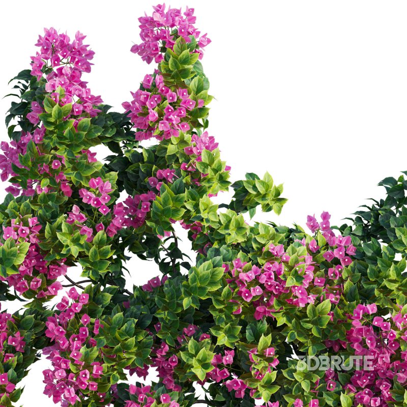 Bougainvillea – Paper Flower 04 Image 5