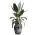 AV Indoor Plants Set 277 Ficus Elastica Beliza Tineke and Yucca Aloifolia Rostrata Palm and Japandi Ficus Dracaena Marginata - Thumbnail 5