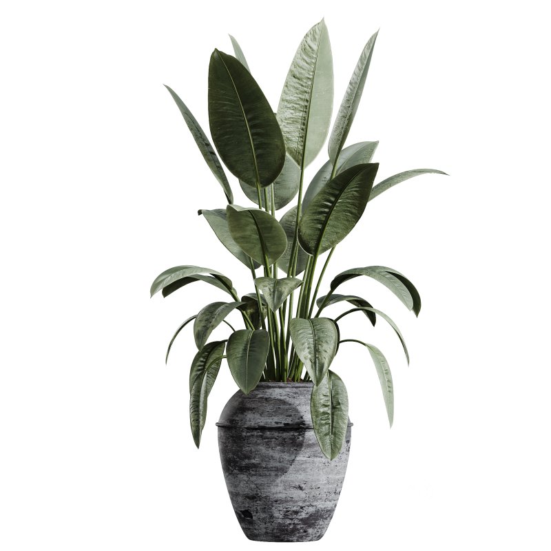 AV Indoor Plants Set 277 Ficus Elastica Beliza Tineke and Yucca Aloifolia Rostrata Palm and Japandi Ficus Dracaena Marginata Image 5