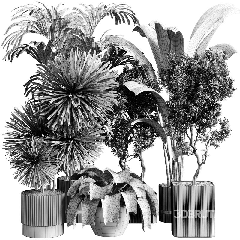 indoor plants 109 – plant collections in pot Image 8