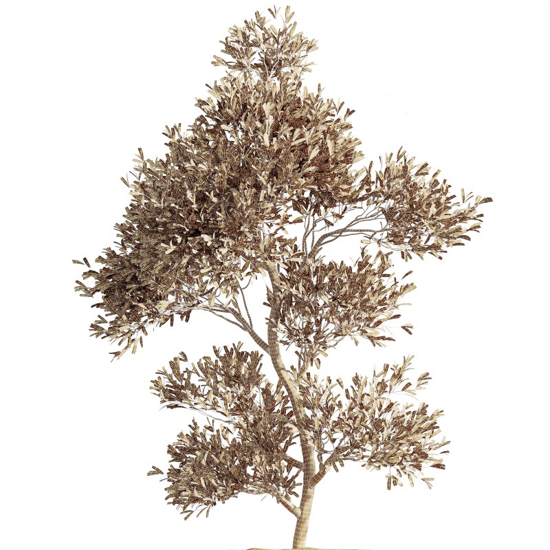 AV Indoor Plants Set 267 Areca Palm and Lemon and Green Sansevieria and Monstera Deliciosa Large Leaf and Olive Image 8