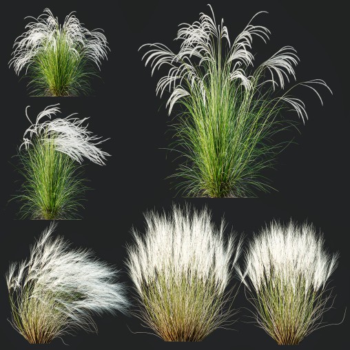 ntal grasses that elevate any exterior or landscape visualization with their delicate motion and architectural grace. This set features two species renowned for their feather-like texture and dynamic forms: