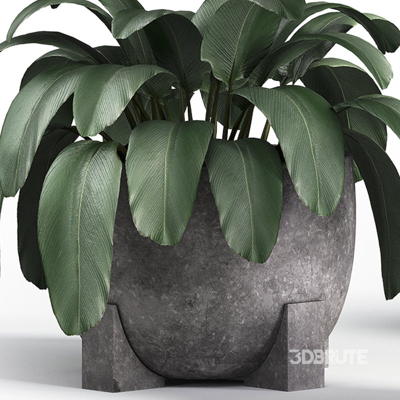 Indoor plant set with plant tree concrete dirt vase 02 Image 1