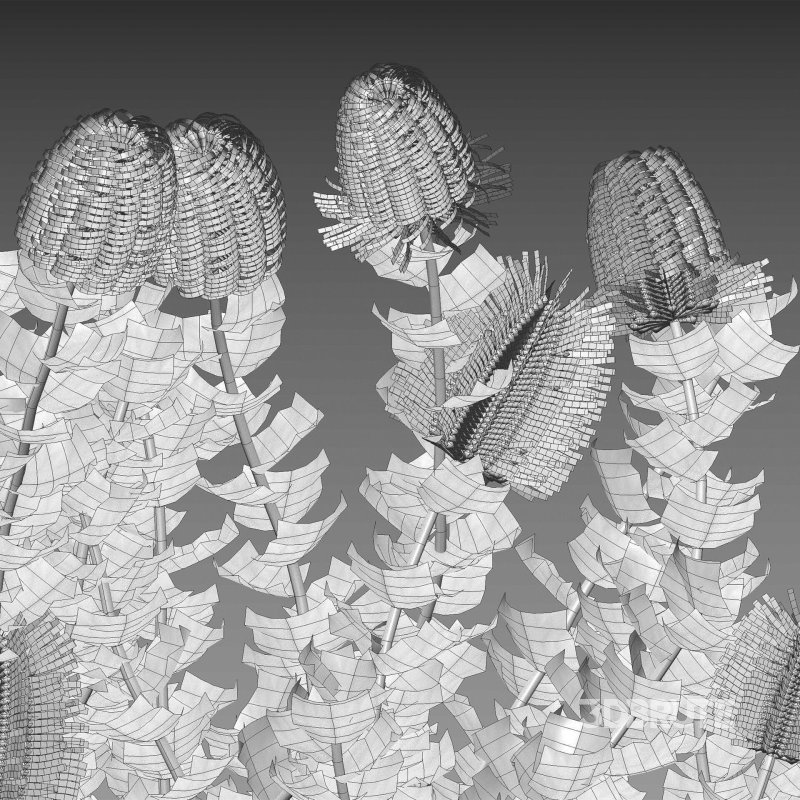 Scarlet Banksia – Banksia coccinea 02 Image 7