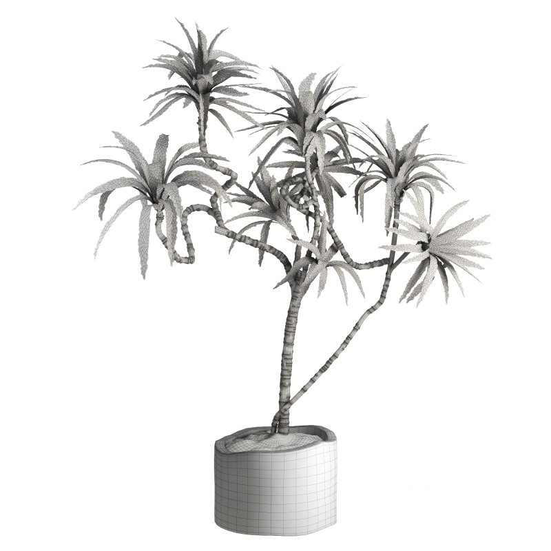 Indoor Plant Yucca Image 3