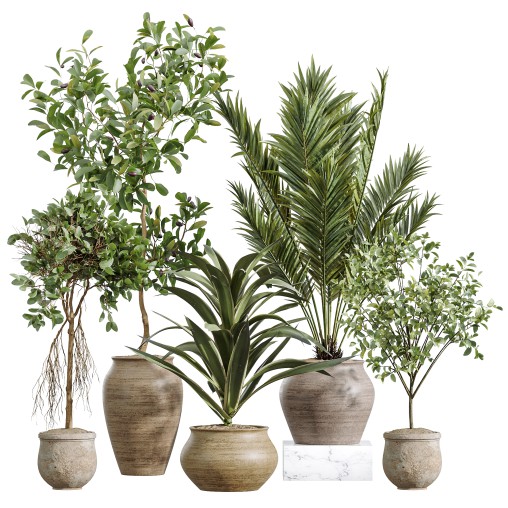 AV Indoor Plants Set 258 Olive Eucalyptus and Palm Paradise and Dracaena and Briful