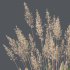 ntal grasses—**Celtica gigantea** (Golden Oats Grass) and **Nassella tenuissima** (Mexican Feather Grass)—curated for naturalistic, windswept landscapes and high-end 3D visualizations. - Thumbnail 3