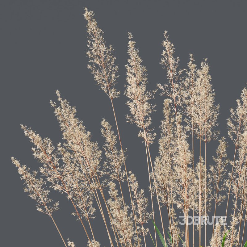 ntal grasses—**Celtica gigantea** (Golden Oats Grass) and **Nassella tenuissima** (Mexican Feather Grass)—curated for naturalistic, windswept landscapes and high-end 3D visualizations. Image 3