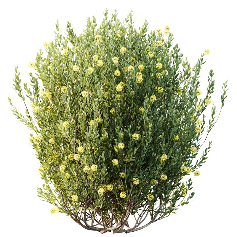 AV Spring flowering shrubs Nerium Rose Pink and Ixora Jasmine Coccinea Red Yellow Image 4