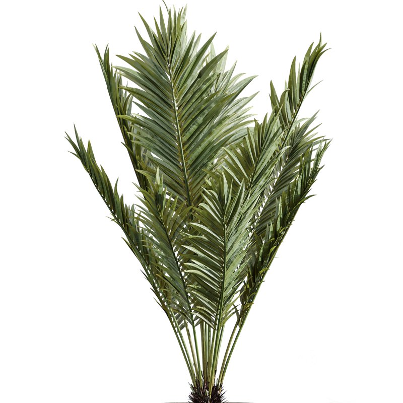 AV Indoor Plants Set 258 Olive Eucalyptus and Palm Paradise and Dracaena and Briful Image 4