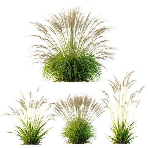 AV Molinia Caerulea Heidebraut Kleines Pfeifengras grasses