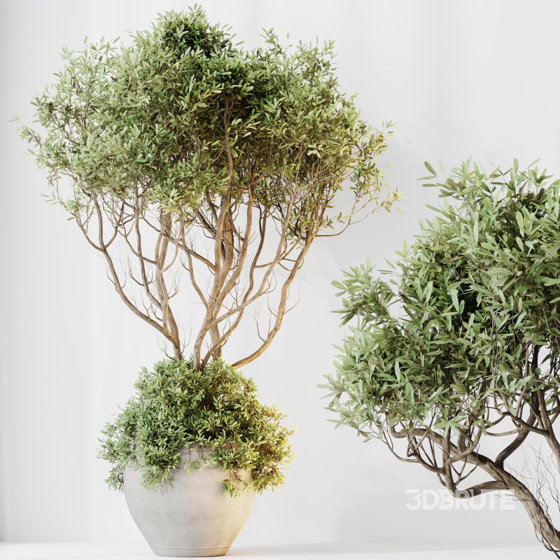 ntal variety of the classic Olea europaea, known for its soft silvery foliage and dense canopy. Native to Spain, this olive cultivar exudes Mediterranean charm and timeless refinement in both contemporary and rustic interiors. Image 9