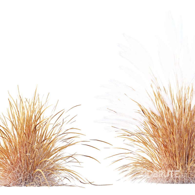 ntal grasses—**Nassella tenuissima**, also known as Mexican Feather Grass, and **Carex elata ‘Aurea’**, a golden sedge celebrated for its radiant chartreuse foliage. Image 10