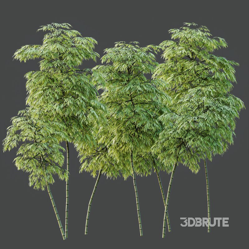 AV 8 different trees Bamboo Bambusoideae and Celtis Australis Image 4