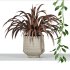 plants set on shelf - Thumbnail 4