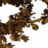 Maidenhair Ginkgo Biloba Tree 04 - Thumbnail 3