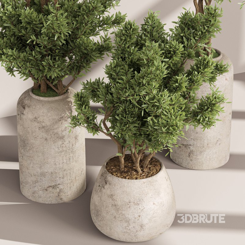 Indoor Collection plants 05 Image 4