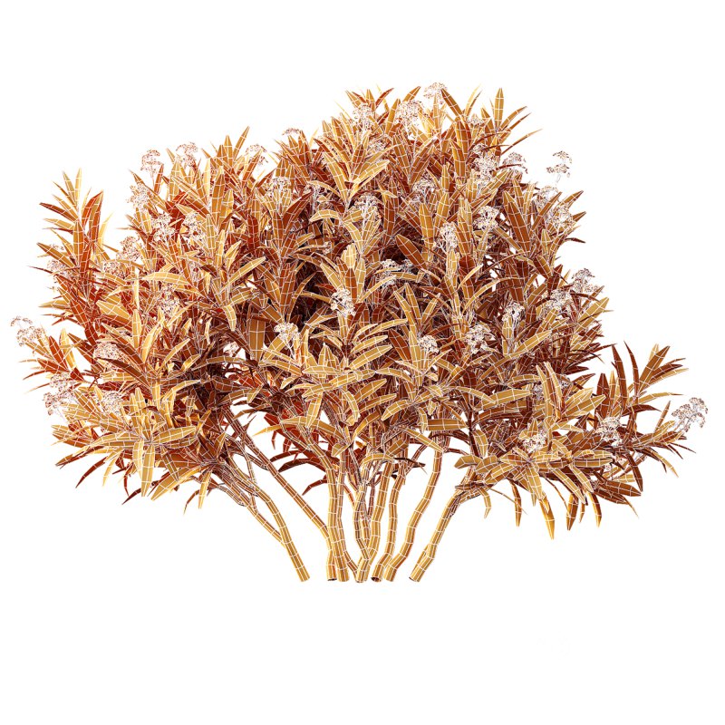 AV Spring flowering shrubs Nerium Rose Pink and Ixora Jasmine Coccinea Red Yellow Image 6