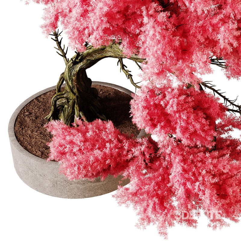 Indoor plants 76 – Plant in pot Image 2