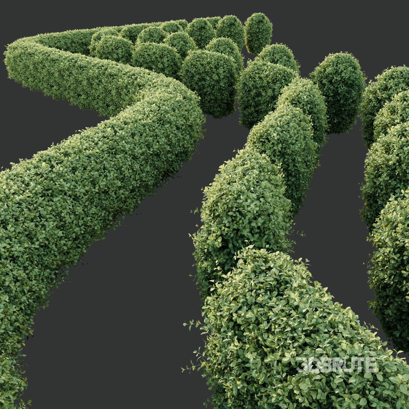 ntal strength to any architectural landscape. Native to Japan and Korea, this variegated privet is celebrated for its dense, glossy foliage edged with creamy yellow to golden margins—perfectly sculpted into geometric topiary forms or classic hedge rows. Image 5