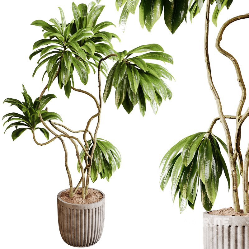 Indoor plants 94- Plant in pot Image 2