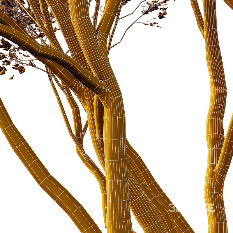 Acer Pseudoplatanus spring trees 03 Image 1