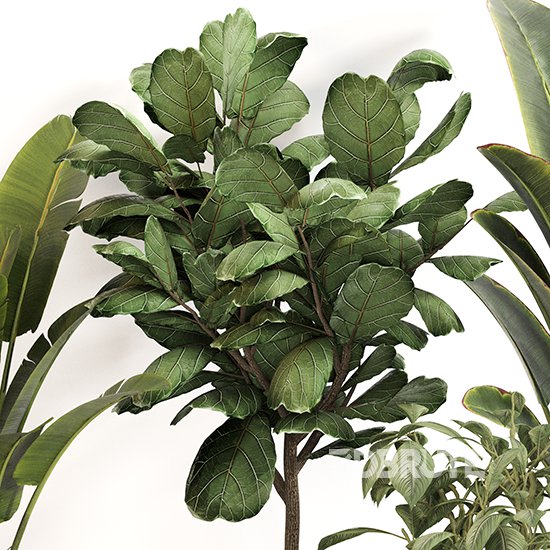 Indoor Plant Set 0159 Image 3