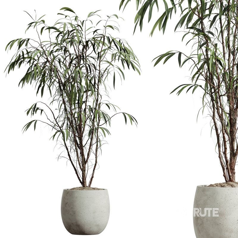 AV Indoor Plants Set 269 Ficus Microcarpa Moclame and Olive Elegant and Japandi Ficus Dracaena Marginata Image 5