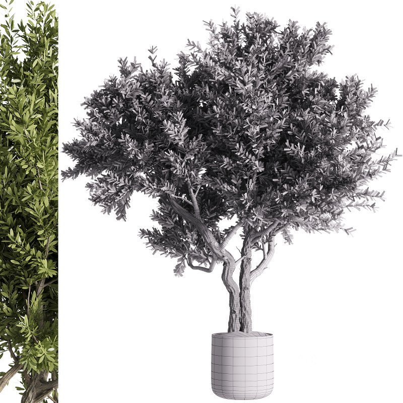 indoor plants – 46 plant in pot Image 4