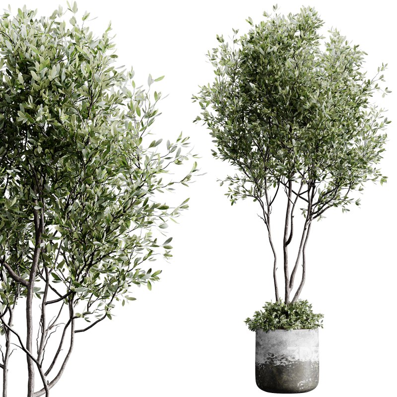 indoor plants 126 – plant in pot Image 6