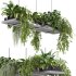 Hanging indoor Plants 03 - Thumbnail 6