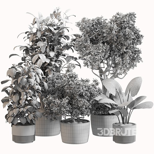 Indoor Plant Set 0152 Image 5