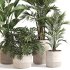 Indoor Plant Set 0156 - Thumbnail 3