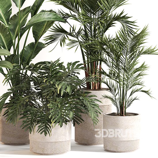 Indoor Plant Set 0156 Image 3