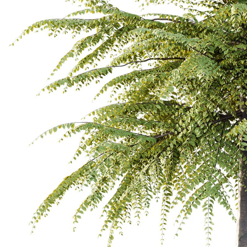 Fagus Grandifolia Tree 09 Image 5