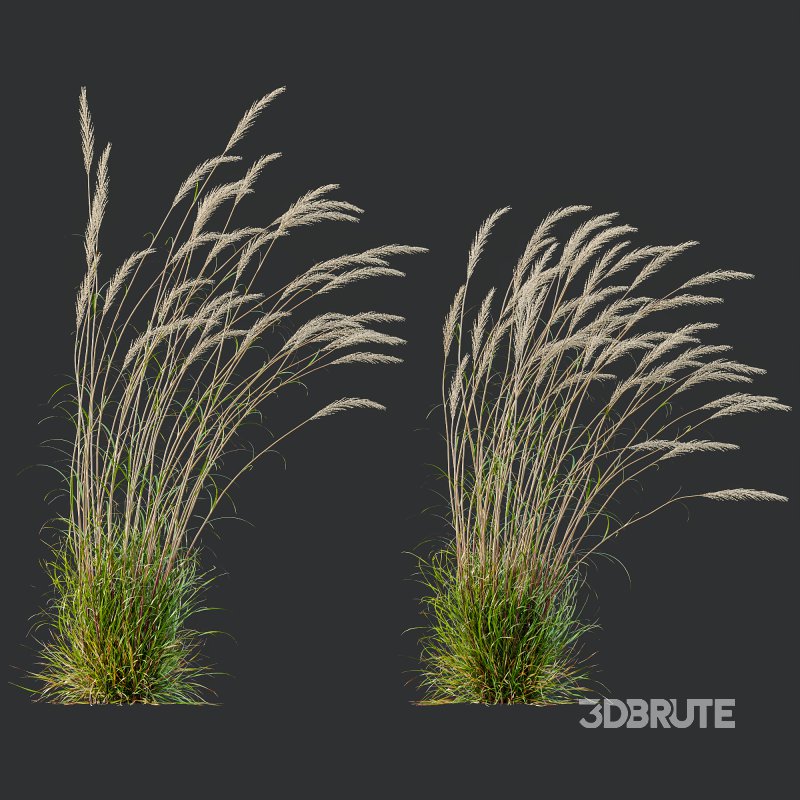 ntal grass set combines two iconic and highly architectural species known for their graceful movement and seasonal texture. Image 6