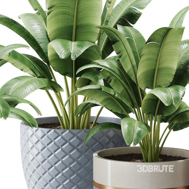 Spathiphyllum wallisii flower Image 7