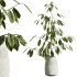 AV Indoor Plants Set 263 Japandi Ficus Dracaena Marginata and Mission Olive - Thumbnail 4